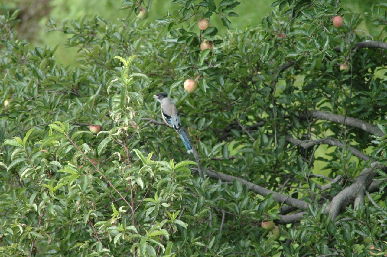 Monsoon Forest Tāla Εξωτερικό φωτογραφία